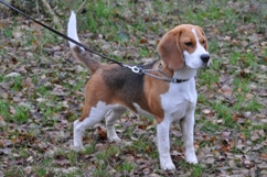 In 't Veld Beagles