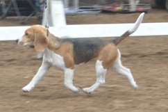 In 't Veld Beagles