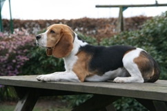 In 't Veld Beagles