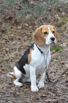 In 't Veld Beagles