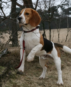 In 't Veld Beagles
