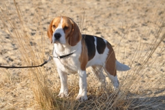 In 't Veld Beagles