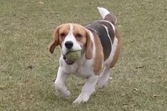 In 't Veld Beagles