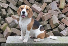 In 't Veld Beagles
