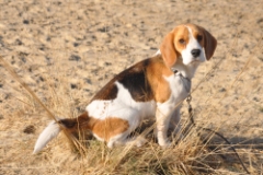 In 't Veld Beagles