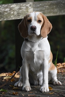In 't Veld Beagles