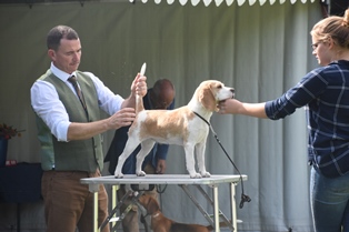 In 't Veld Beagles