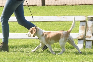 In 't Veld Beagles