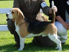 In 't Veld Beagles