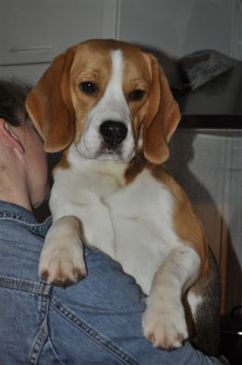 In 't Veld Beagles