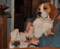 In 't Veld Beagles
