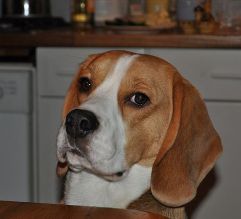 In 't Veld Beagles