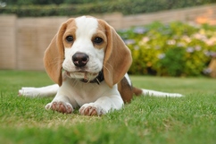 In 't Veld Beagles