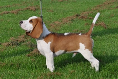 In 't Veld Beagles