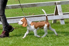 In 't Veld Beagles