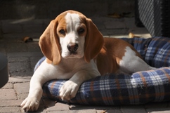In 't Veld Beagles