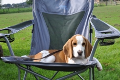In 't Veld Beagles