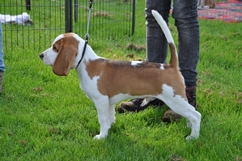 In 't Veld Beagles