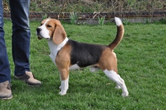 In 't Veld Beagles