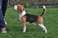 In 't Veld Beagles