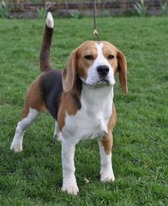 In 't Veld Beagles