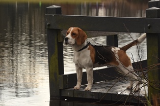 In 't Veld Beagles