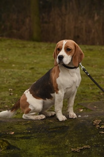 In 't Veld Beagles