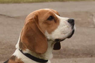 In 't Veld Beagles