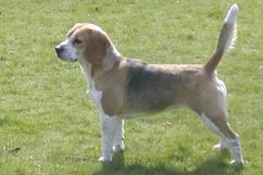 In 't Veld Beagles