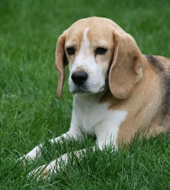 In 't Veld Beagles