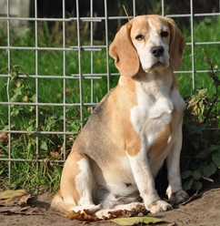 In 't Veld Beagles