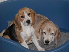 In 't Veld Beagles