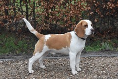 In 't Veld Beagles