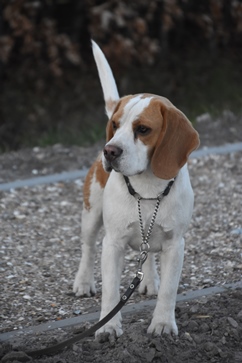 In 't Veld Beagles