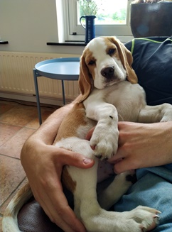 In 't Veld Beagles