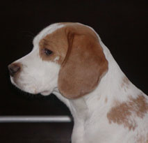In 't Veld Beagles