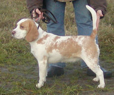 In 't Veld Beagles