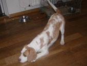 In 't Veld Beagles