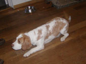 In 't Veld Beagles
