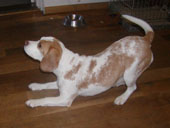 In 't Veld Beagles