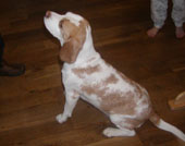 In 't Veld Beagles