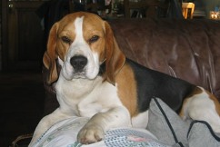 In 't Veld Beagles
