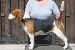 In 't Veld Beagles