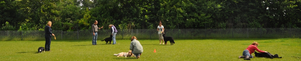 Hondentraining
