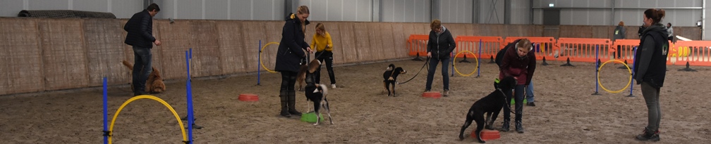 Hondentraining
