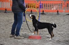In 't Veld hondentraining