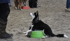 In 't Veld hondentraining