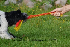 In 't Veld hondentraining