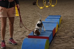 In 't Veld hondentraining
