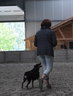 In 't Veld hondentraining